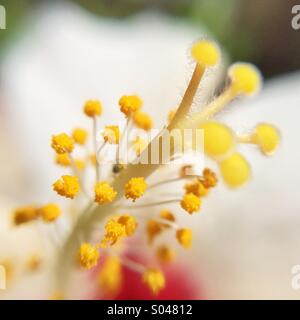 Macro d'une fleur d'hibiscus rouge et blanc Banque D'Images