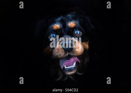 Oscar, le Cavalier King Charles Spaniel Banque D'Images