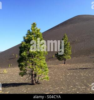 Cône de cendres et de pins Ponderosa, Lassen Volcanic National Park, Californie Banque D'Images