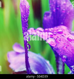 Close up d'un iris. Banque D'Images