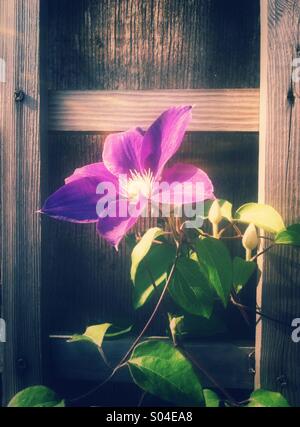 Fleur de clématite violet Banque D'Images