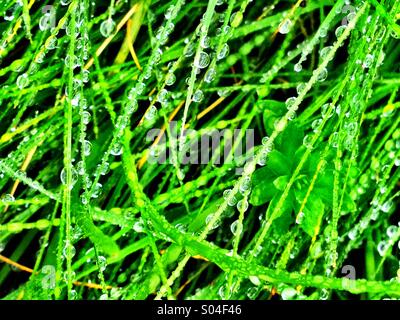 L'herbe et les gouttes de pluie Banque D'Images