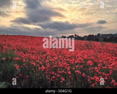 Champ de coquelicots, Blackstone Nature Reserve, Worcestershire Banque D'Images