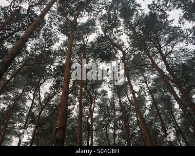 L'hiver dans une forêt en Allemagne. Banque D'Images