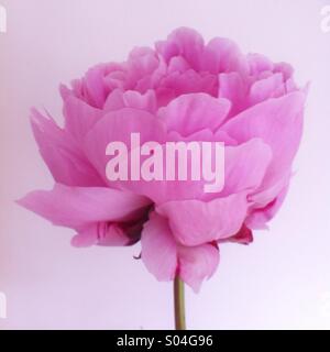 Fleur de pivoine rose pastel Banque D'Images