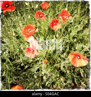 De plus en plus des coquelicots sauvages en regard d'un champ en France Banque D'Images