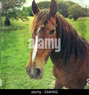 À cheval dans la campagne de terrain Banque D'Images