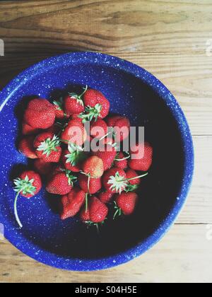 Les fraises cueillies localement. Banque D'Images
