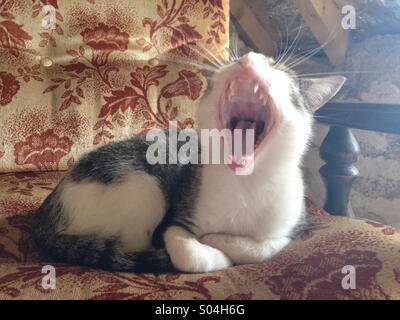 Cat bâillement sitting in chair Banque D'Images