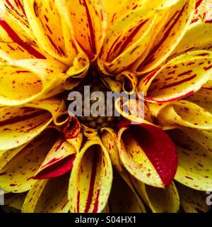 Dahlia rayé jaune et rouge Banque D'Images