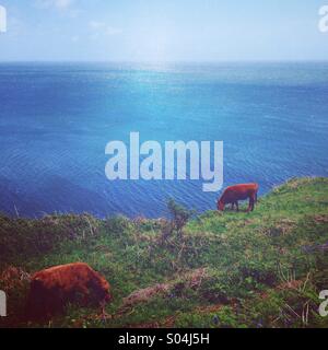 Les vaches à la mer, Devon Banque D'Images