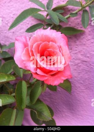 Fleur rose rose Banque D'Images