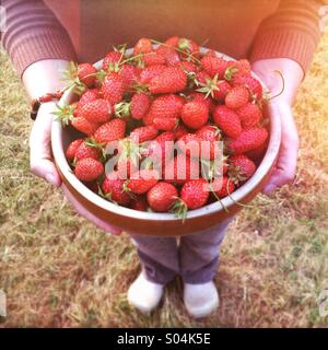 Femme tenant un grand bol de fraises mûres fraîchement cueillies Banque D'Images