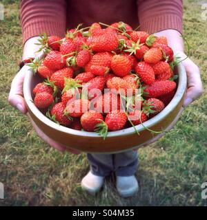 Femme tenant un grand bol de fraises mûres fraîchement cueillies Banque D'Images