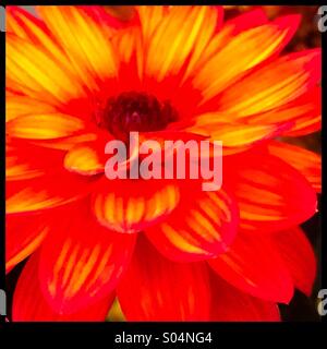 Dahlia en fleurs Banque D'Images