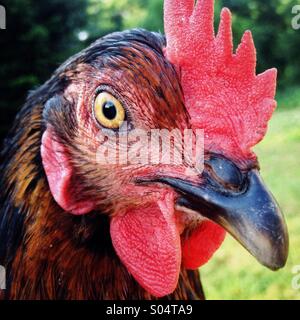 Portrait de femme poulet hen Banque D'Images