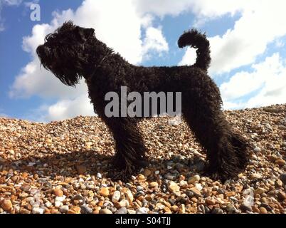 Kerry Blue Terrier puppy sur une plage de galets avec un fond de ciel bleu nuageux, Brighton, Angleterre Banque D'Images