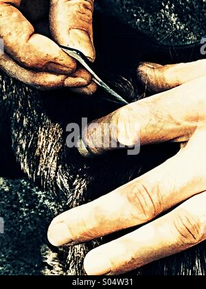 Close up of man en utilisant un peigne à lentes sur Border terrier dog Banque D'Images