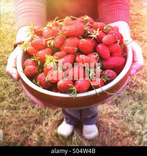 Femme tenant un grand bol de fraises mûres fraîchement cueillies Banque D'Images