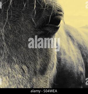 Visage et les yeux de chevaux close up Banque D'Images