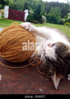 Chaton jouant avec la laine Banque D'Images