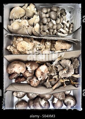Choix de champignons. Banque D'Images