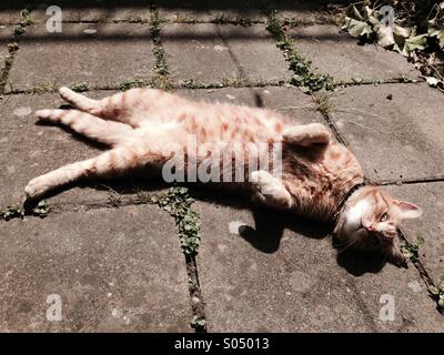 Le gingembre cat détente sur son dos au soleil Banque D'Images