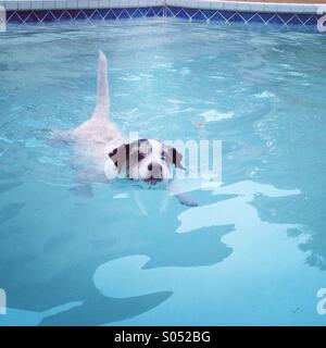 Un Parson Jack Russell Terrier nage dans une piscine. Banque D'Images