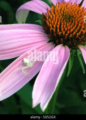 Sur spider blanche fleur de cône. Banque D'Images