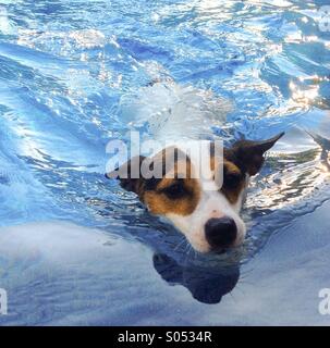 Chien pour aller nager, comme les rayons du soleil du soir danser sur l'eau. Banque D'Images