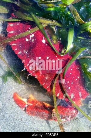 Crabe rouge, Puget Sound, Washington Banque D'Images