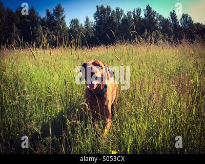 Heureux dans l'herbe longue Banque D'Images