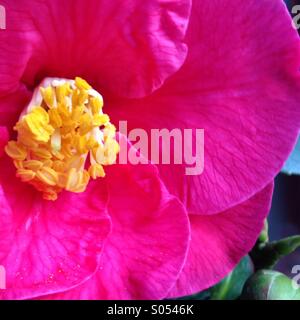 Fleur de camélia rose vif. Banque D'Images