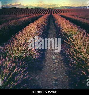 Champs de lavande en pleine floraison au début de juillet au coucher du soleil, Plateau de Valensole, Alpes de Haut-Provence, Provence-Alpes-Côte d'Azur, France Banque D'Images