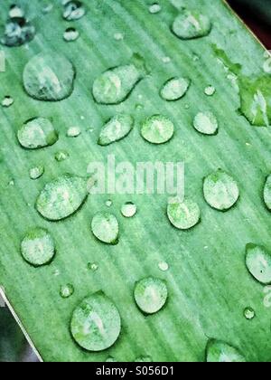 Gouttes de pluie sur la feuille d'un yucca plante Banque D'Images