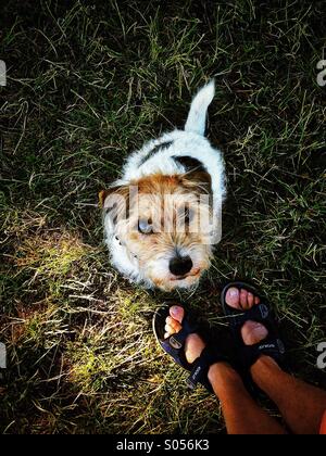 Paire de pieds en sandales sur herbe avec chien assis et jusqu'à l'attente pour traiter Banque D'Images