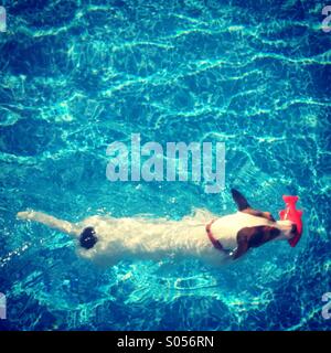 Jack Russell Terrier puppy gracieusement la natation dans une piscine, d'un jouet rouge poisson dans sa bouche. Banque D'Images