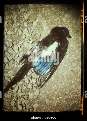 Pie morte, victime de tués sur la route Banque D'Images