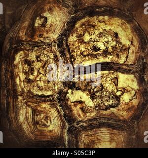 Détail de l'écaille de tortue Banque D'Images