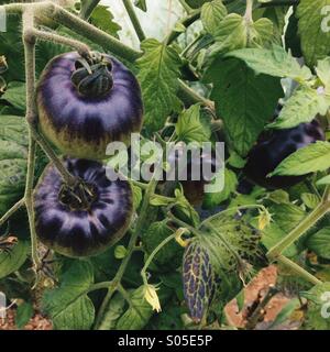 Beauté bleu le mûrissement des tomates sur la vigne. Banque D'Images