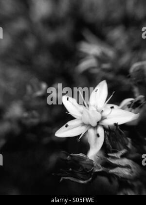 Close up de la floraison des cultures en pierre en monochrome Banque D'Images