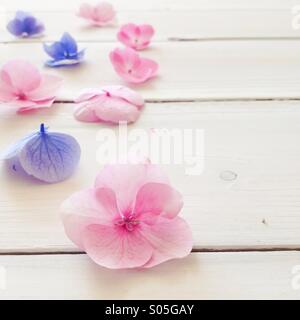 Hortensias fleurs simples sur planche de bois blanc Banque D'Images