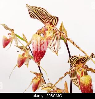 Close-up of a rare orchidée, fleur, de Bornéo, en Asie. Rothschild's Slipper Orchid (espèce : Paphiopedilum rothschildianum) Banque D'Images