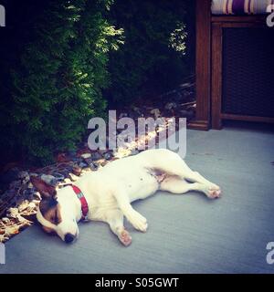 Après-midi de sieste. Après une belle balade et nager, Daisy le Jack Russell Terrier puppy profite d'une sieste à l'ombre. Banque D'Images