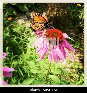 Papillon monarque sur l'échinacée pourpre fleur de maïs. Banque D'Images