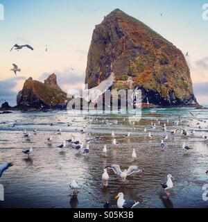 Les goélands se nourrissent d'anchois, Haystack Rock, Cannon Beach, Oregon Banque D'Images