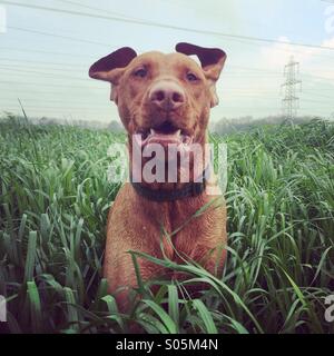 Chien heureux Banque D'Images