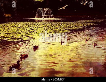 Canards sur le lac et la fontaine à Astley Park, Chorley Banque D'Images