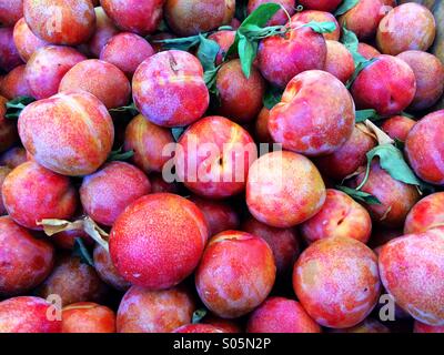 Pluots (la moitié de prune et d'abricot demi) Grison Fire Variété Banque D'Images