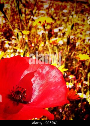 Coquelicot en champ de fleurs sauvages Banque D'Images